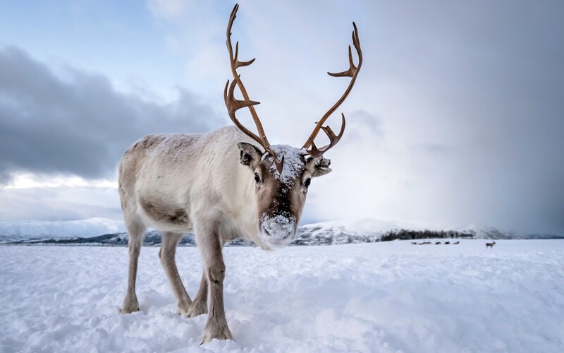 Reindeer. Reindeer live near Arendelle in Frozen