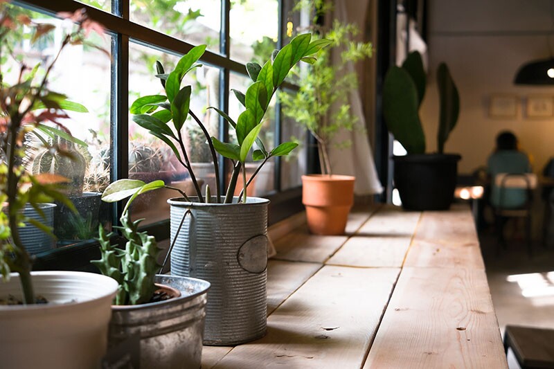 house plants on a shelf.
