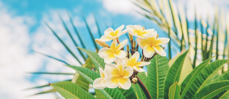 a tropical flower.