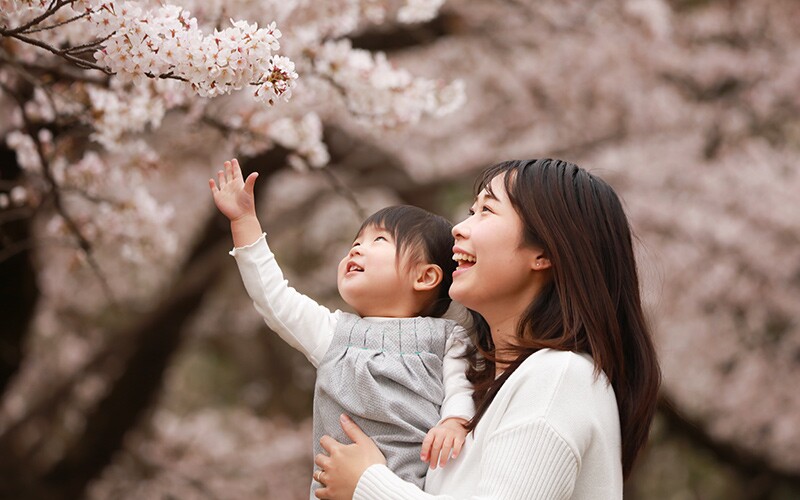 cherry blossoms in japan, a famous springtime sight