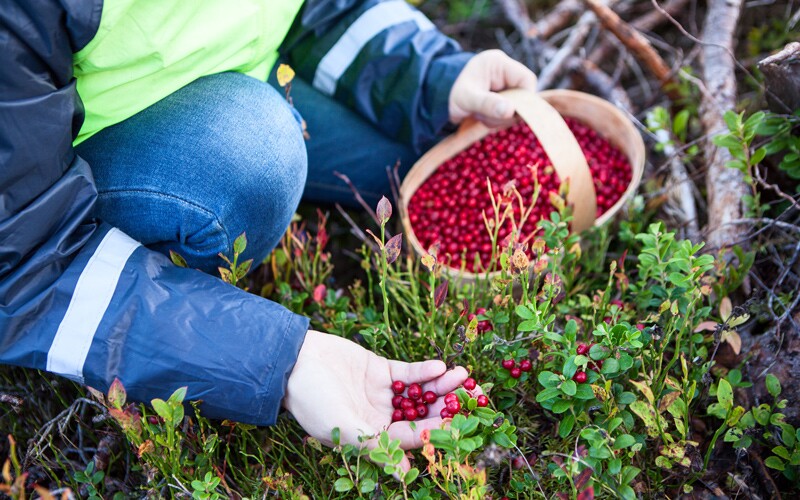 Person picking billberries