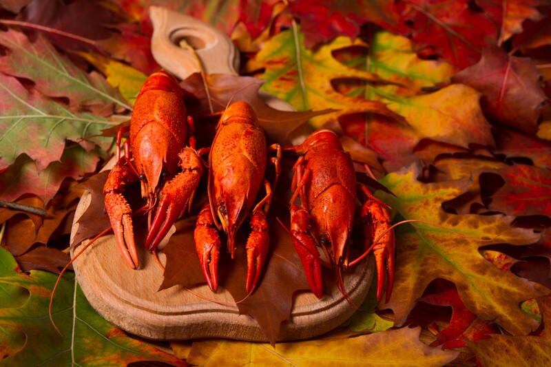 did they eat lobster at the first thanksgiving