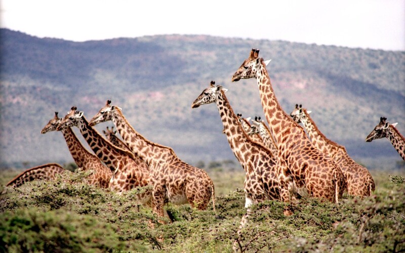 African Safari - Visit the safari from home using a virtual tour