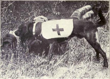 World War I ambulance dog