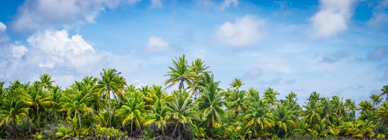 coconut palm trees, mentioned many times in moana.