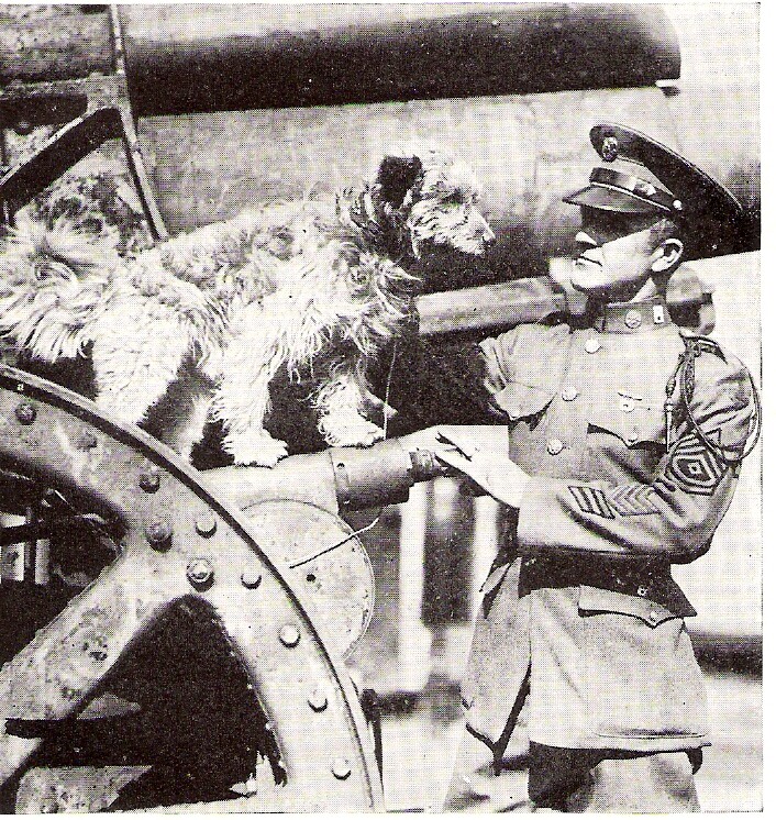 World War I dog hero