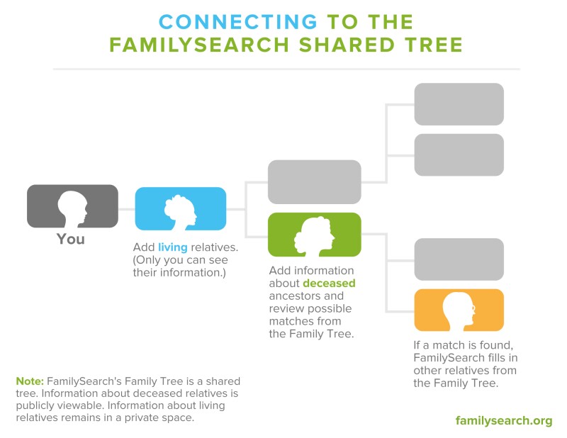 Graphic showing how to connect to the FamilySearch shared tree.
