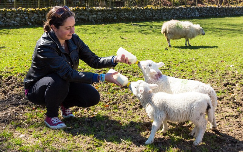 Lambs in wales being fed. lamb is a traditional element of Welsh food.